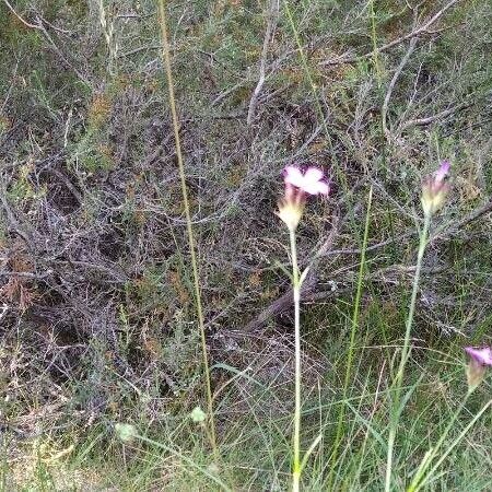 Dianthus carthusianorum Hàbitat