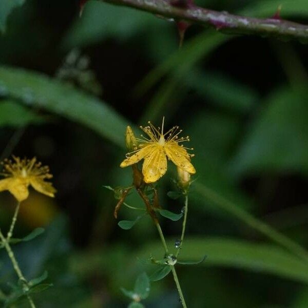 Hypericum maculatum Квітка