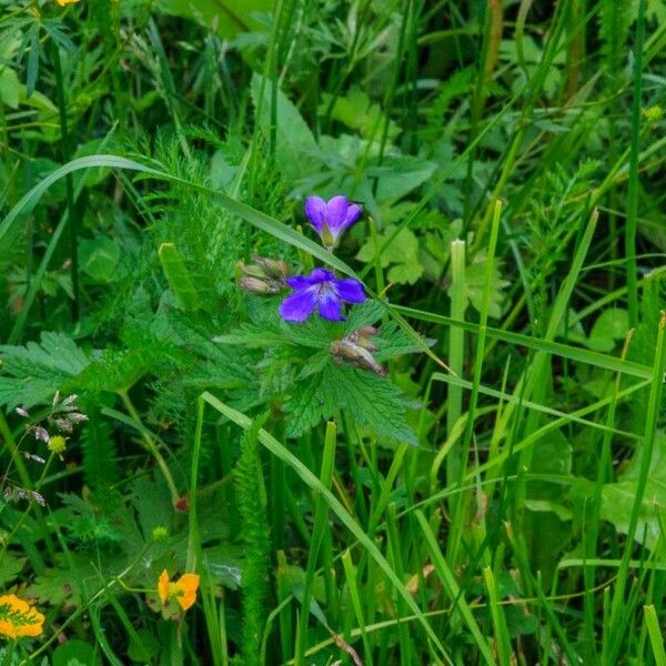 Geranium sylvaticum Flower