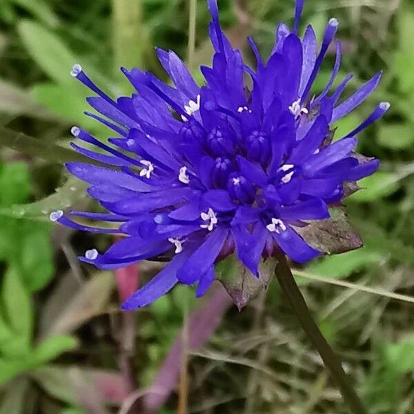 Jasione montana Blodyn