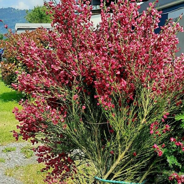 Chamaecytisus purpureus Hábitos