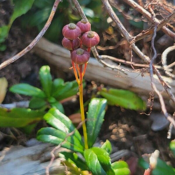 Chimaphila umbellata Φρούτο