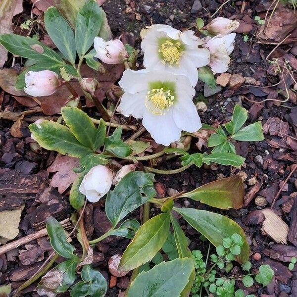 Helleborus niger आदत