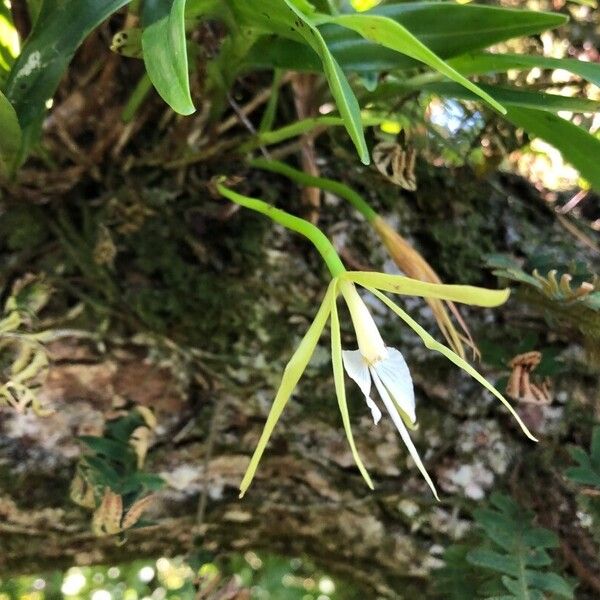 Epidendrum nocturnum Flor