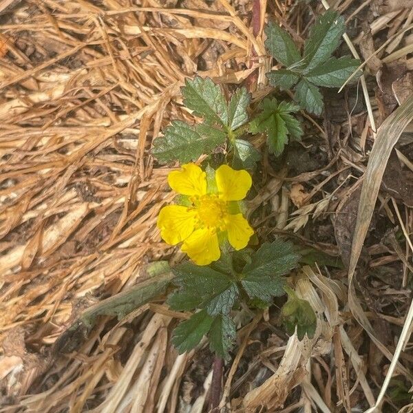 Potentilla reptans Ліст