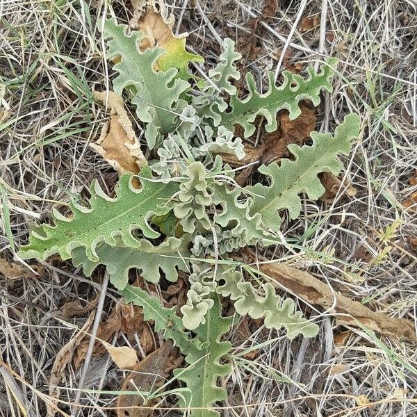 Verbascum sinuatum Leht