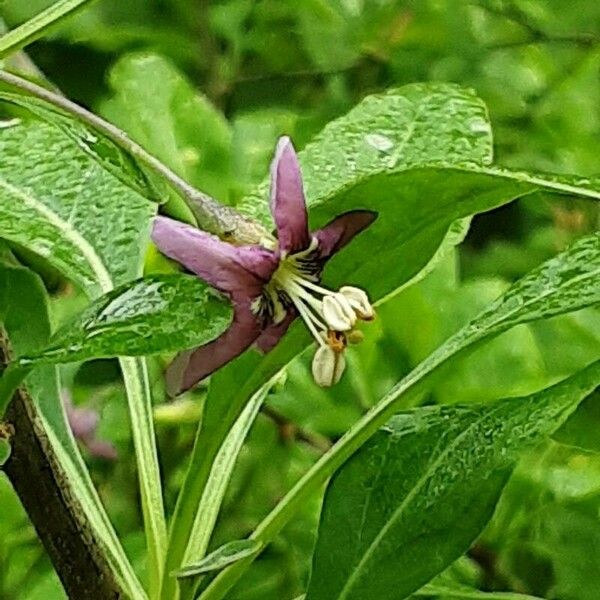 Lycium barbarum 花