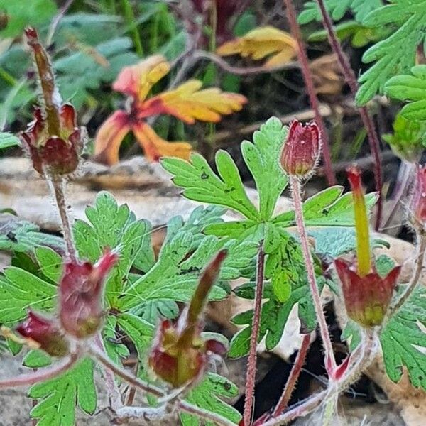 Geranium elamellatum Лист