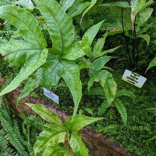 Tectaria trifoliata (Threeleaf halberd fern)