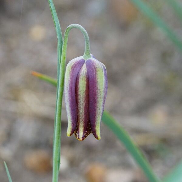 Fritillaria lusitanica Цвят