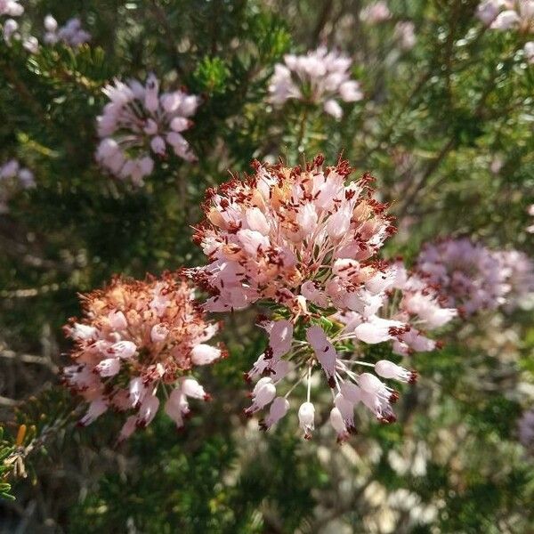 Erica arborea ফুল