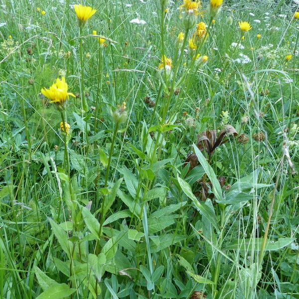 Crepis pyrenaica Vivejo