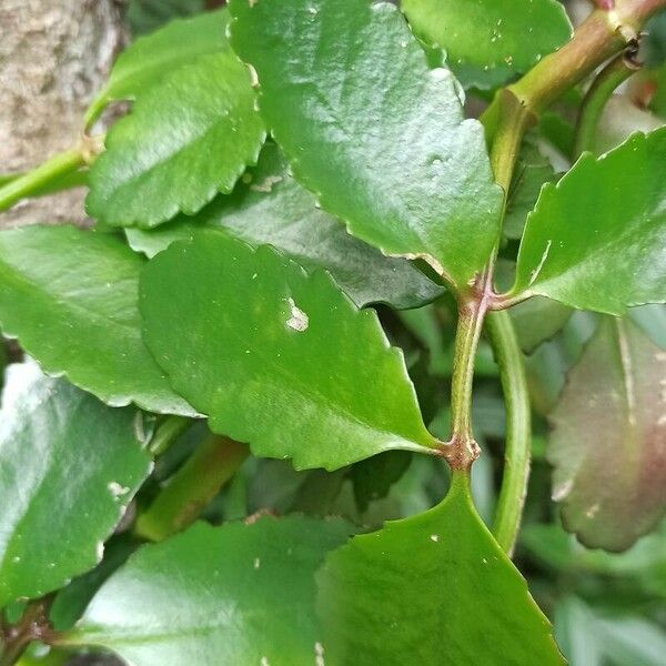 Kalanchoe pinnata Blatt