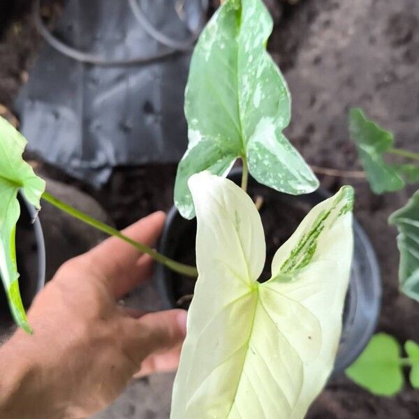 Syngonium angustatum Blad