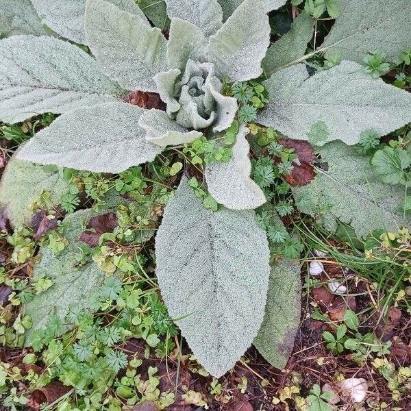 Verbascum boerhavii Φύλλο