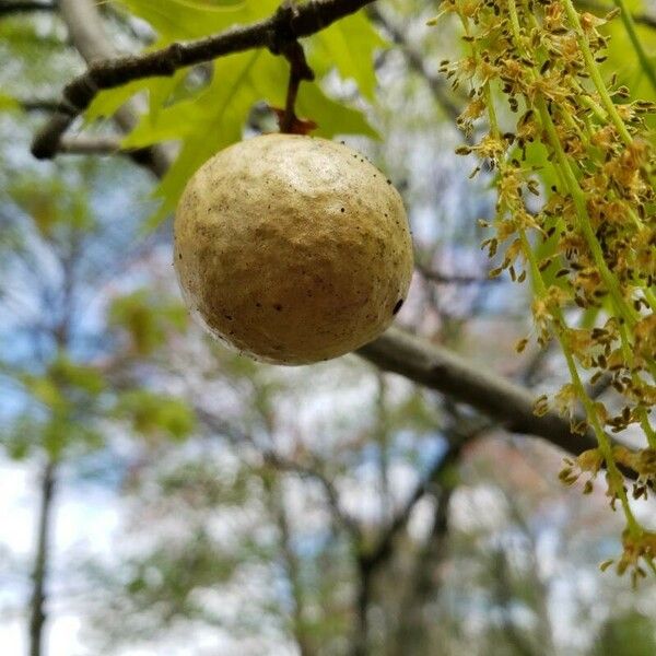 Quercus palustris Other