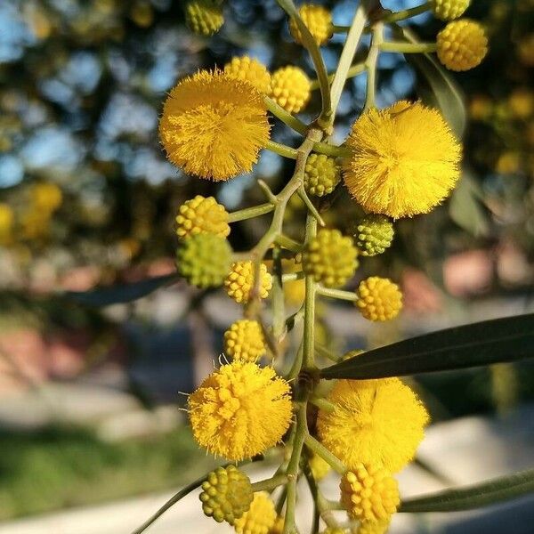 Acacia saligna Flor