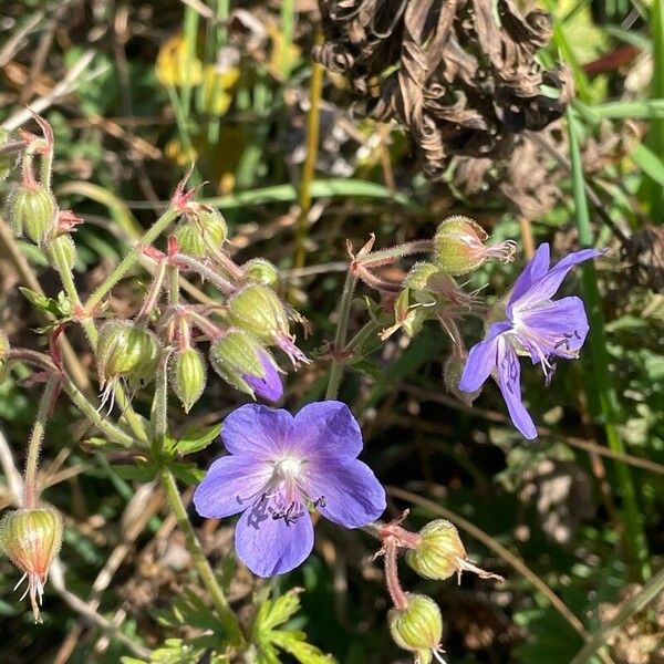 Geranium pratense Кветка