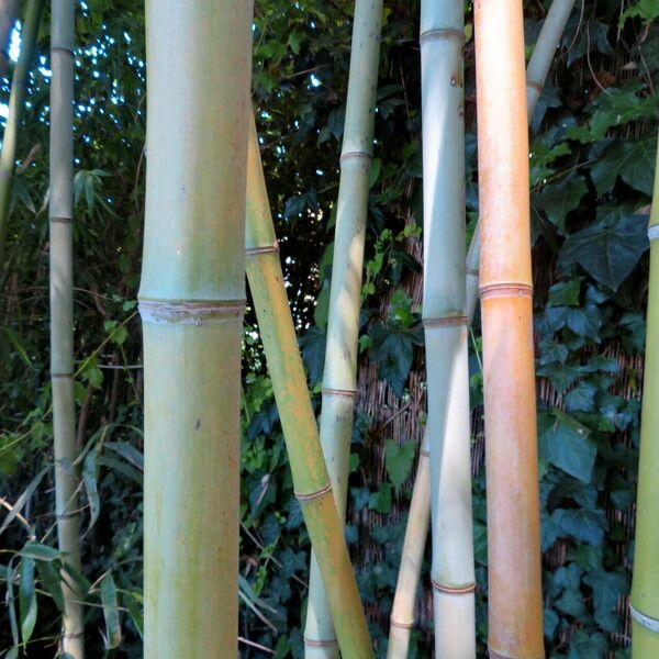 Phyllostachys aurea 树皮