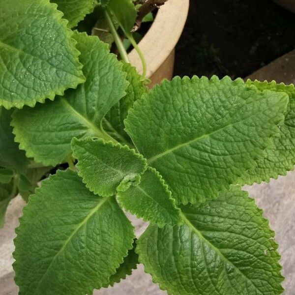 Plectranthus amboinicus Blatt