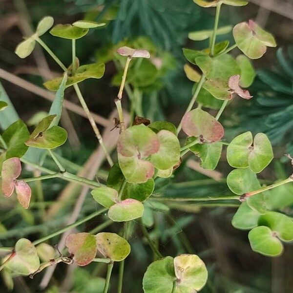 Euphorbia esula Floare
