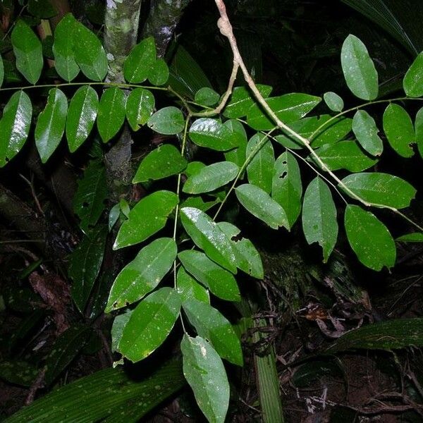 Dalbergia melanocardium Folio