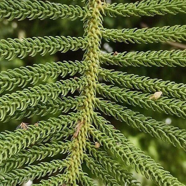 Araucaria heterophylla Leaf