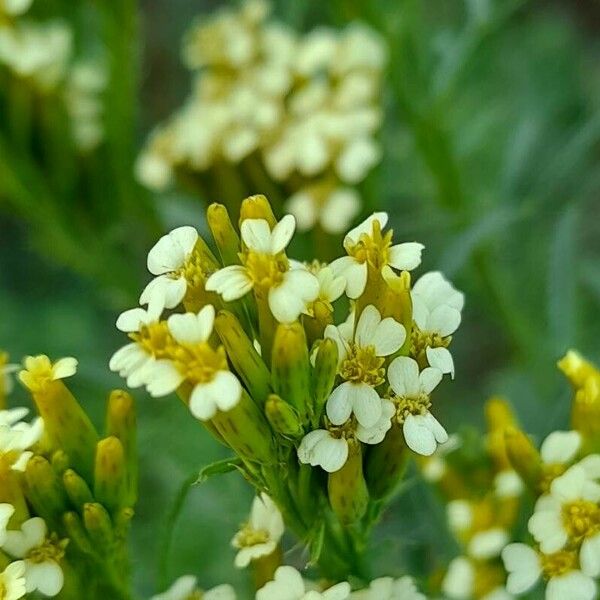 Tagetes minuta Flower