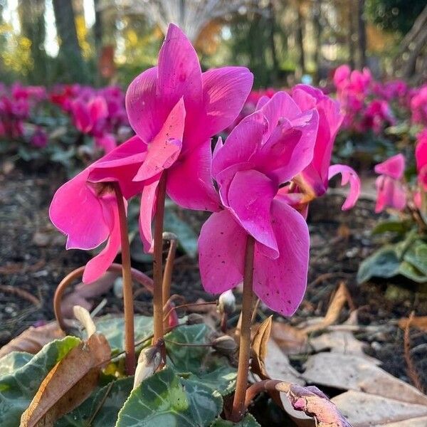 Cyclamen repandum Blomma