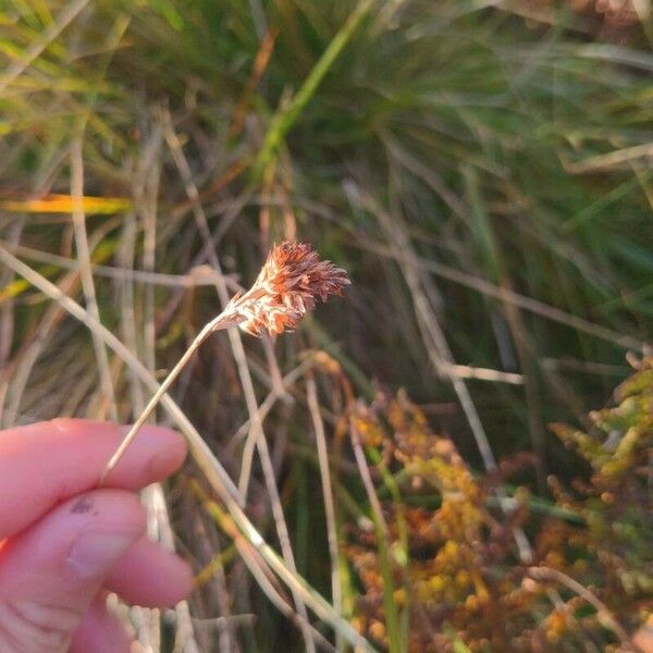 Luzula congesta Lorea