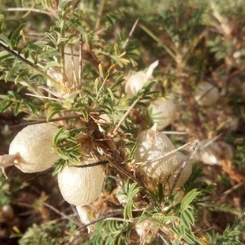 Astragalus armatus Плід