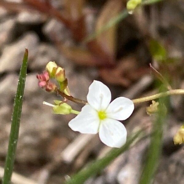 Veronica scutellata Fiore