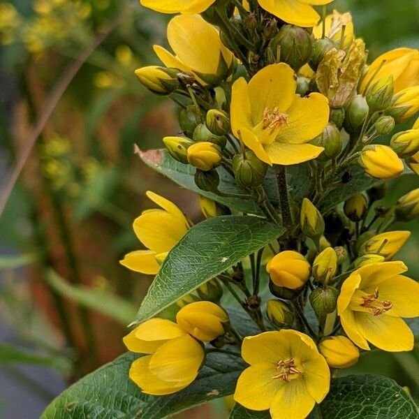 Lysimachia vulgaris Flower