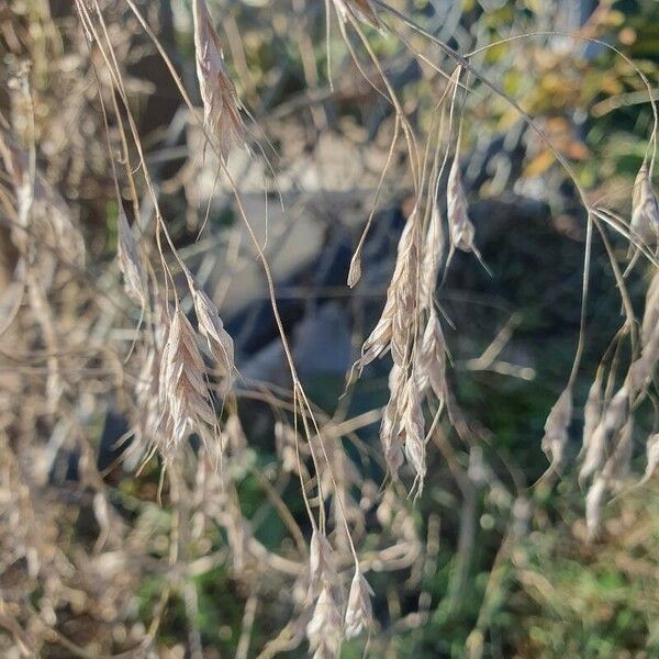 Bromus arvensis Blodyn