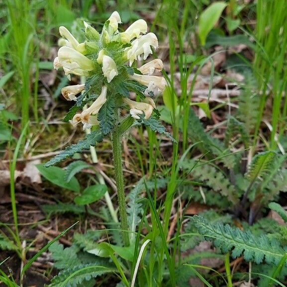 Pedicularis canadensis Blüte