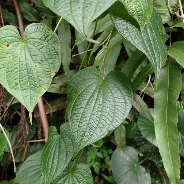 Dioscorea bulbifera 葉