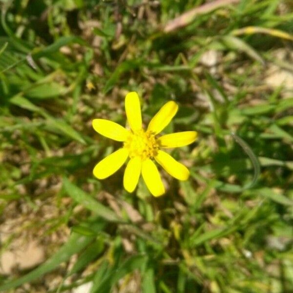 Jacobaea minuta Flower