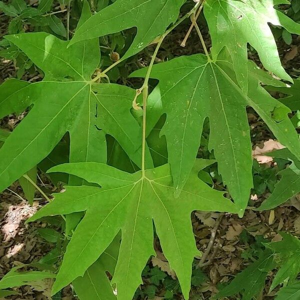 Platanus orientalis Листок