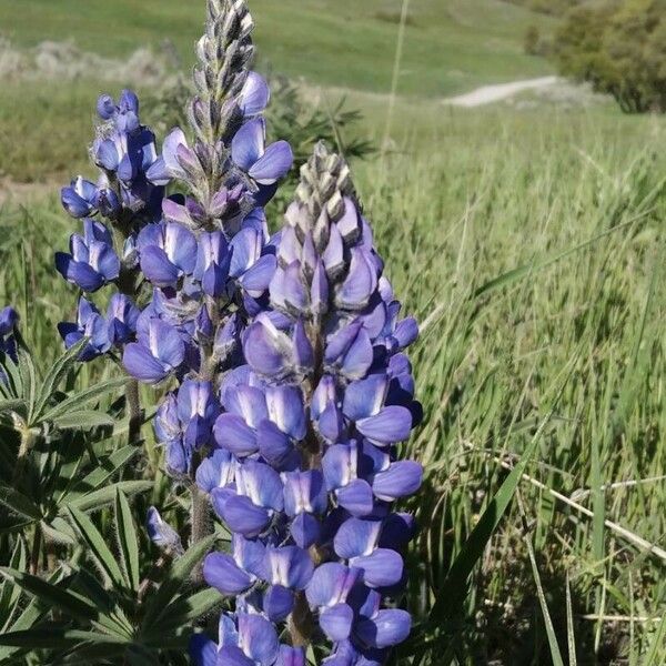 Lupinus angustifolius Virág