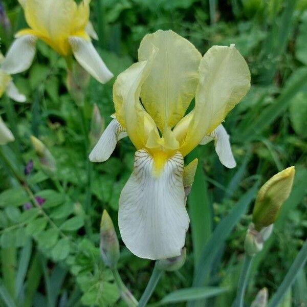 Iris variegata Цвят