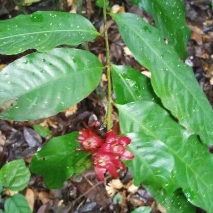 Heisteria parvifolia പുഷ്പം