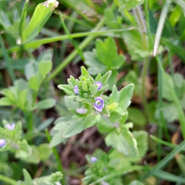 Veronica arvensis Хабит