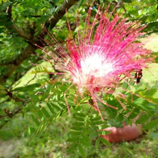 Calliandra surinamensis Цветок