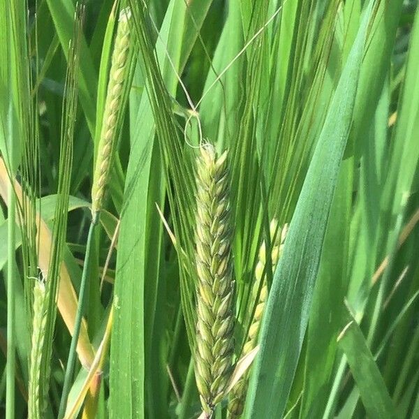 Triticum aestivum Fruitua