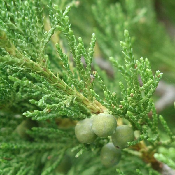 Juniperus excelsa Fruit