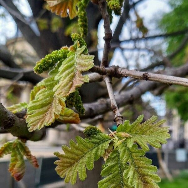 Quercus pyrenaica Blatt