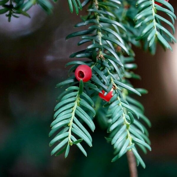 Taxus brevifolia Folha