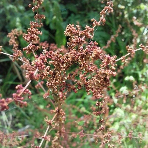 Rumex conglomeratus Fruit