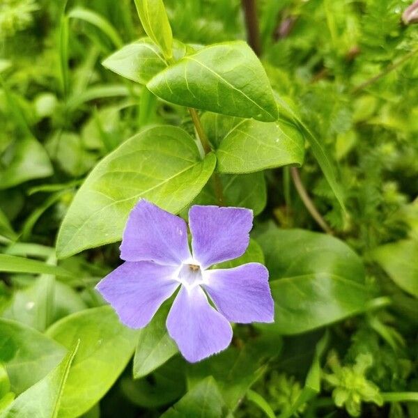 Vinca major Floro