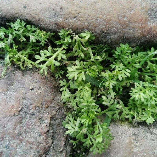 Lepidium didymum Hoja